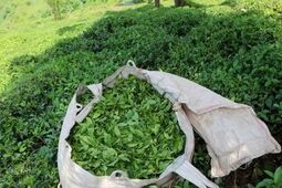 افزایش ۷۲ درصدی قیمت برگ سبز چای در سال جاری