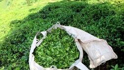 صادرات چای به ۴ هزار و ۸۵۶ تن رسید