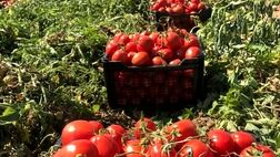 متعادل شدن قیمت گوجه فرنگی ۱۰ تا ۱۵ روز دیگر