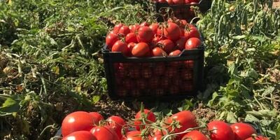 متعادل شدن قیمت گوجه فرنگی ۱۰ تا ۱۵ روز دیگر