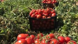 متعادل شدن قیمت گوجه فرنگی ۱۰ تا ۱۵ روز دیگر