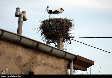 لک لک ها (4)