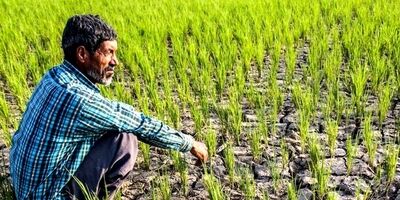  طرح الگوی کشت تا پایان سال تدوین می شود 