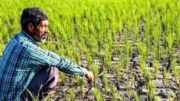  طرح الگوی کشت تا پایان سال تدوین می شود 