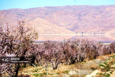 شکوفه‌های زیبای بهاری روستای مهارلو (9)