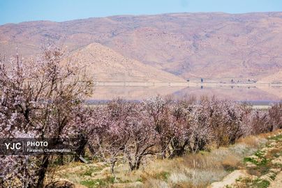 شکوفه‌های زیبای بهاری روستای مهارلو (9)