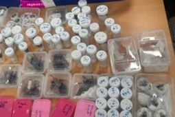 کشف محموله بزرگ خزندگان قاچاق در فرودگاه امام خمینی (ره)
