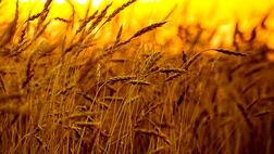 
بیمه محصولات اساسی اجباری می‌شود