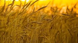 
امسال چقدر گندم خارجی خریدیم؟