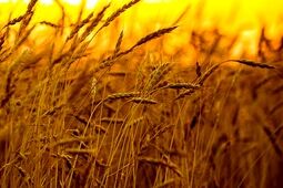 قیمت خرید تضمینی گندم برای سال ۱۴۰۵ اعلام شد