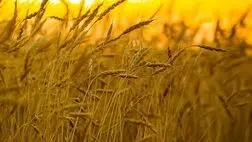 
بیمه محصولات اساسی اجباری می‌شود