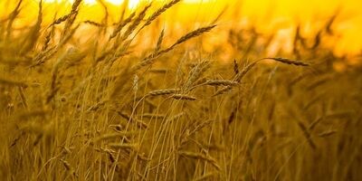 پرداخت ۵۰ درصد مطالبات گندمکاران به زودی
