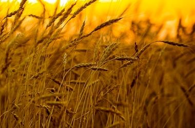 قیمت گندم نباید کمتر از ۵۰ هزار تومان باشد