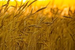 قیمت خرید تضمینی گندم برای سال ۱۴۰۵ اعلام شد