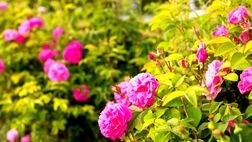 برداشت گل محمدی در مزارع همدان + عکس