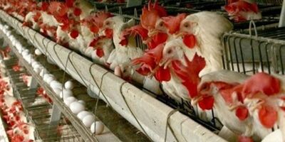  هشدار درباره شیوع آنفولانزای فوق‌حاد پردندگان در کشور 