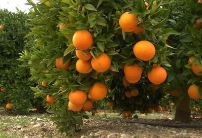 برداشت پرتقال در باغات گلستان
