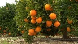 برداشت پرتقال در باغات گلستان
