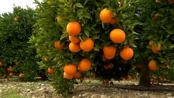 برداشت پرتقال در باغات گلستان

