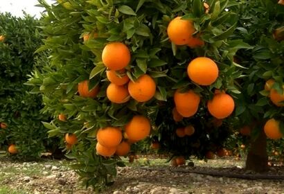 برداشت پرتقال در باغات گلستان
