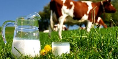 تولید داروهای مبتنی بر آر ان ای از شیر گاو