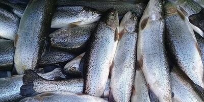 خسارت ۵۰۰ میلیارد تومانی تولیدکنندگان قزل آلا در سیل اخیر