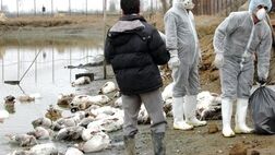 آنفلوانزای فوق حاد پرندگان در کشور مشاهده نشده است

