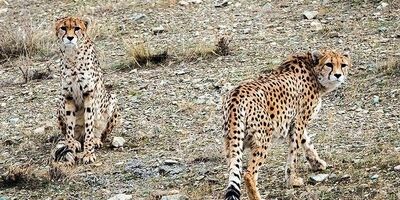 تامین قلاده‌های ردیاب لازمه بقای یوز ایرانی