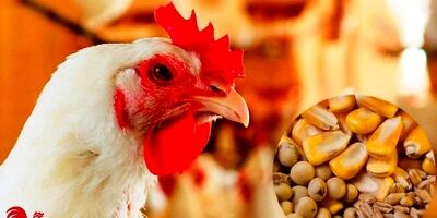 تامین نهاده خریداری شده مرغداران تا ۲۱ اردیبهشت با ارز ترجیحی