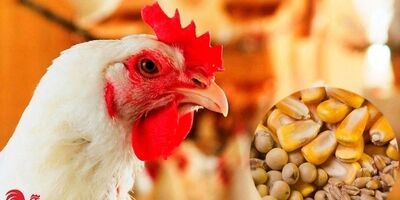 تامین نهاده خریداری شده مرغداران تا ۲۱ اردیبهشت با ارز ترجیحی