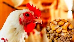 تامین نهاده خریداری شده مرغداران تا ۲۱ اردیبهشت با ارز ترجیحی