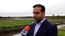 170 میلیارد ریال غرامت برنج در استان مازندران پرداخت شد