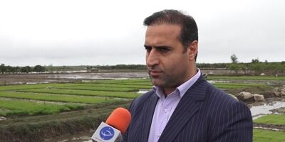 170 میلیارد ریال غرامت برنج در استان مازندران پرداخت شد