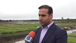 170 میلیارد ریال غرامت برنج در استان مازندران پرداخت شد