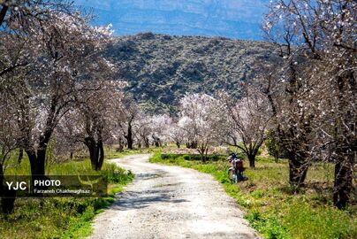 شکوفه‌های زیبای بهاری روستای مهارلو (5)