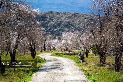 شکوفه‌های زیبای بهاری روستای مهارلو (5)