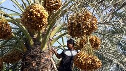  700 هزار اصله نخل در نخلستان های شهرستان آبادان بیمه شدند