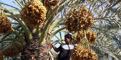  700 هزار اصله نخل در نخلستان های شهرستان آبادان بیمه شدند
