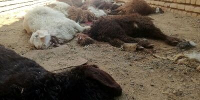 گله گوسفندان فاقد پوشش بیمه‌ای در روداب سبزوار  تلف شد
