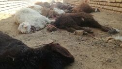 گله گوسفندان فاقد پوشش بیمه‌ای در روداب سبزوار  تلف شد