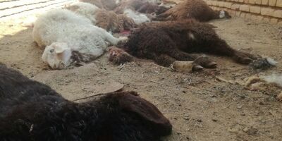 گله گوسفندان فاقد پوشش بیمه‌ای در روداب سبزوار  تلف شد