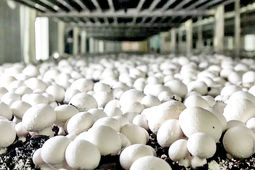 ۱۹۵ هزار تن قارچ خوراکی تا پایان سال تولید می‌شود