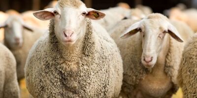 قیمت هرکیلو دام سبک ۲۰۰ تا ۲۱۰ هزارتومان