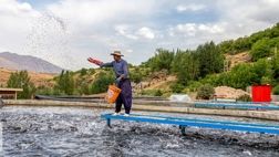 ۸۰ درصد غرامت‌ ماهیان سردابی مربوط به بیماری و سل است