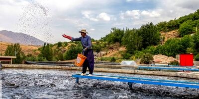 ۸۰ درصد غرامت‌ ماهیان سردابی مربوط به بیماری و سل است