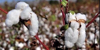 تامین ۳۵ درصد پنبه صنعت نساجی در داخل
