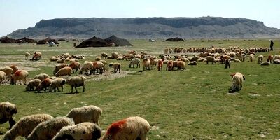 تنها 10 درصد دام عشایر دامغان بیمه هستند