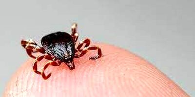 افراد از خوردن جگر خام و نیم‌پخته اجتناب کنند
