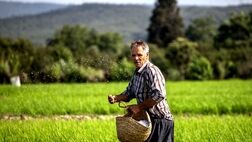 سهم طرح‌های توسعه‌ای از کیک تسهیلات بانکی بخش کشاورزی ، ناچیز