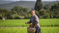 سهم طرح‌های توسعه‌ای از کیک تسهیلات بانکی بخش کشاورزی ، ناچیز